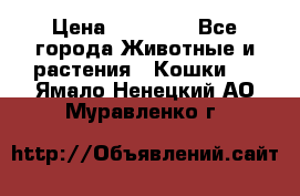 Zolton › Цена ­ 30 000 - Все города Животные и растения » Кошки   . Ямало-Ненецкий АО,Муравленко г.